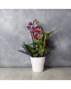 Orchid & Anthurium Gift Set
