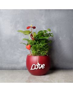 Potted Anthurium & Boston Fern