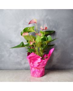 Tickled Pink Potted Anthuriums