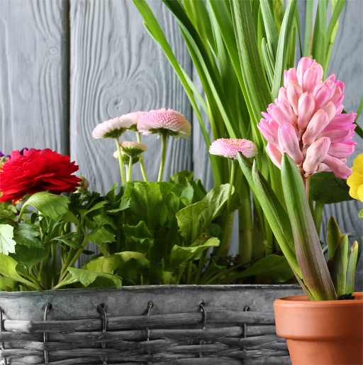 Our Potted Plants Gift Ideas for Friends